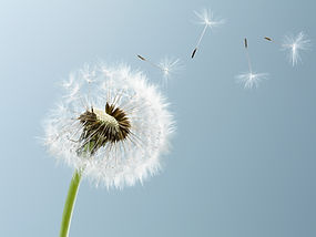 Dandelion Leaves